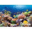 Poissons de corail, puzzle 1000 pièces