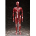 Original Character figurine Figma Human Anatomical Model 15 cm