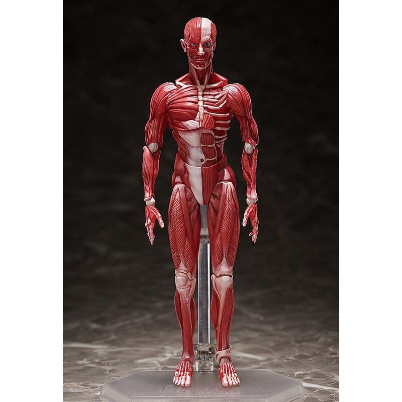 Original Character figurine Figma Human Anatomical Model 15 cm