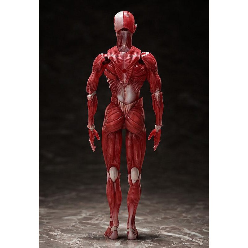 Original Character figurine Figma Human Anatomical Model 15 cm