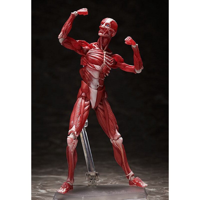 Original Character figurine Figma Human Anatomical Model 15 cm