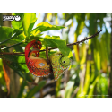 ANIMAL DE LA FORÊT / CAMÉLÉON