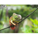 ANIMAL DE LA FORÊT / CAMÉLÉON